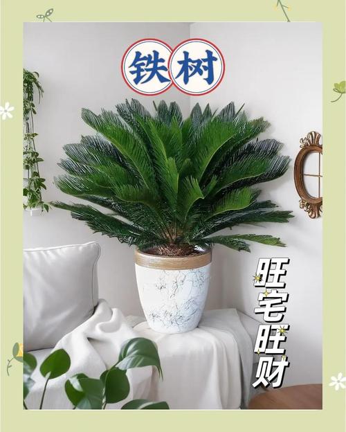 铁树的象征意义是什么，铁树含义？