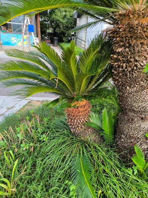 铁树的象征意义是什么,铁树含义?-第2张图片-优品飞百科 铁树的象征意义是什么,铁树含义?-第2张图片-优品飞百科