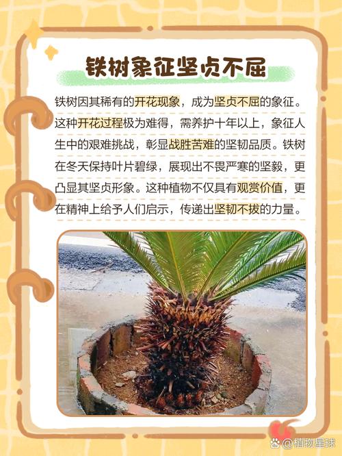 铁树的象征意义是什么,铁树含义?-第3张图片-优品飞百科 铁树的象征意义是什么,铁树含义?-第3张图片-优品飞百科