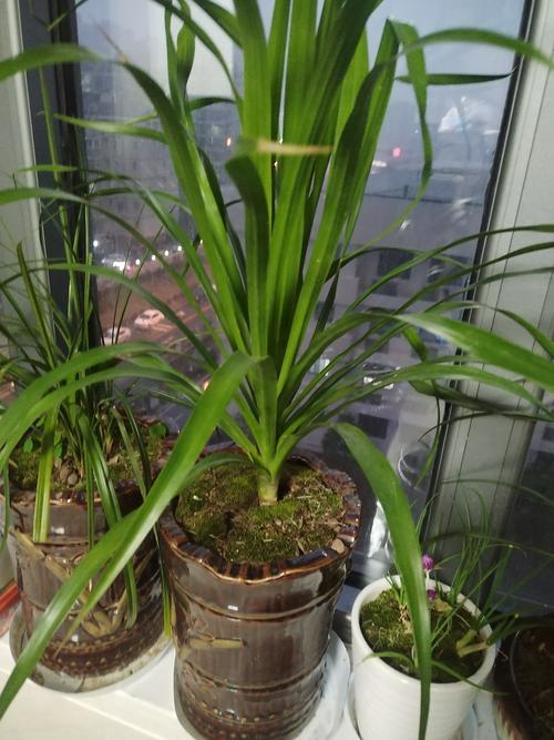 铁树的象征意义是什么,铁树含义?-第4张图片-优品飞百科 铁树的象征意义是什么,铁树含义?-第4张图片-优品飞百科