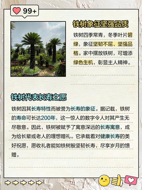 铁树的象征意义是什么,铁树含义?-第5张图片-优品飞百科 铁树的象征意义是什么,铁树含义?-第5张图片-优品飞百科