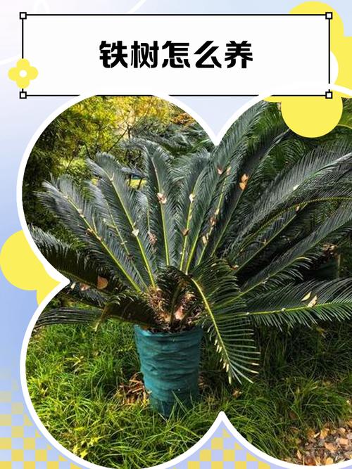 铁树的象征意义是什么,铁树含义?-第6张图片-优品飞百科 铁树的象征意义是什么,铁树含义?-第6张图片-优品飞百科