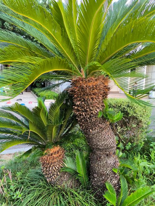 铁树的象征意义是什么,铁树含义?-第7张图片-优品飞百科 铁树的象征意义是什么,铁树含义?-第7张图片-优品飞百科