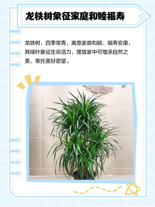 铁树的象征意义是什么,铁树含义?-第8张图片-优品飞百科 铁树的象征意义是什么,铁树含义?-第8张图片-优品飞百科