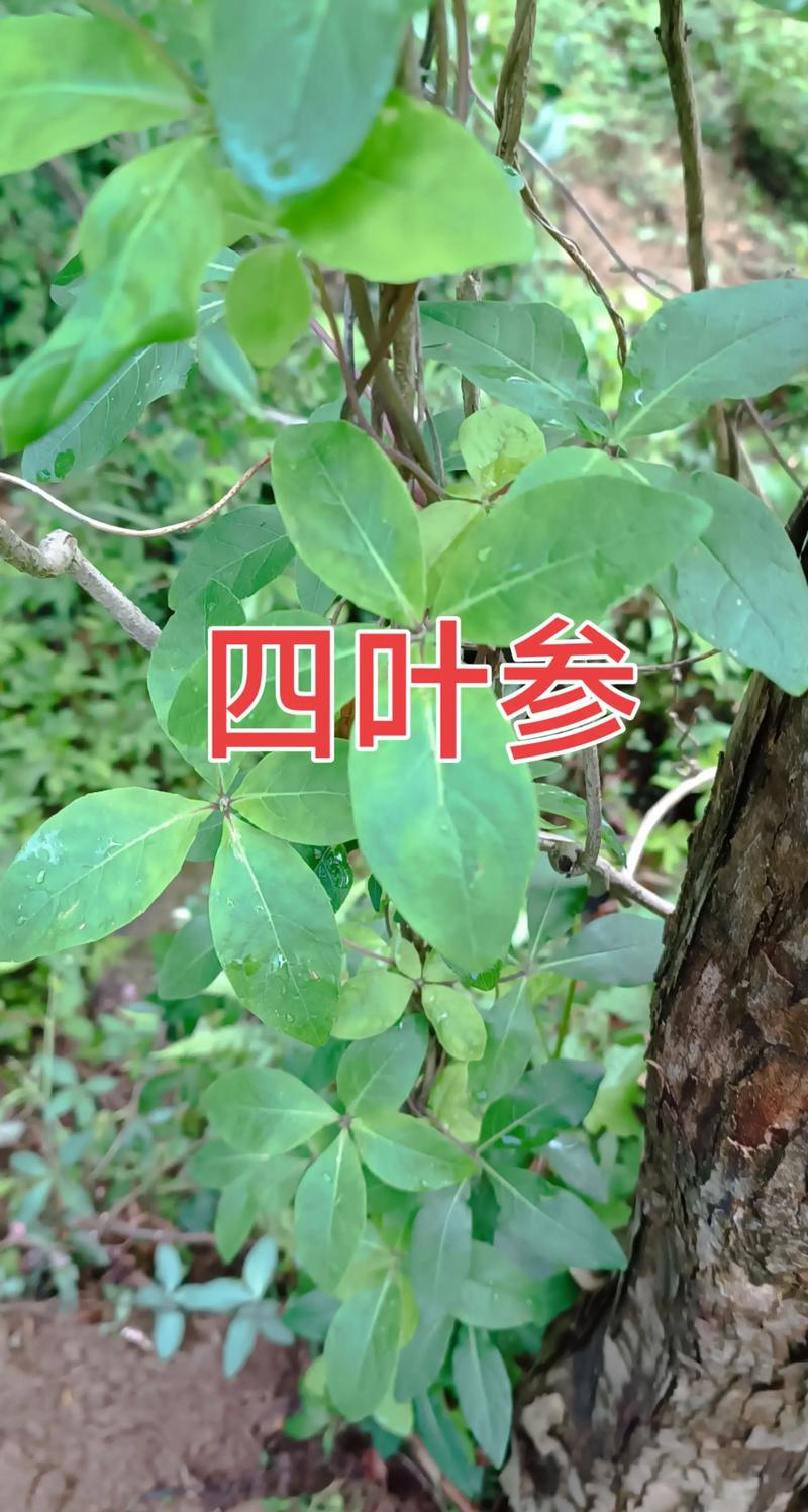 五叶参的功效与作用，五叶参的功效与作用是什么-第1张图片-优品飞百科