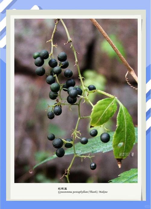 五叶参的功效与作用，五叶参的功效与作用是什么-第2张图片-优品飞百科