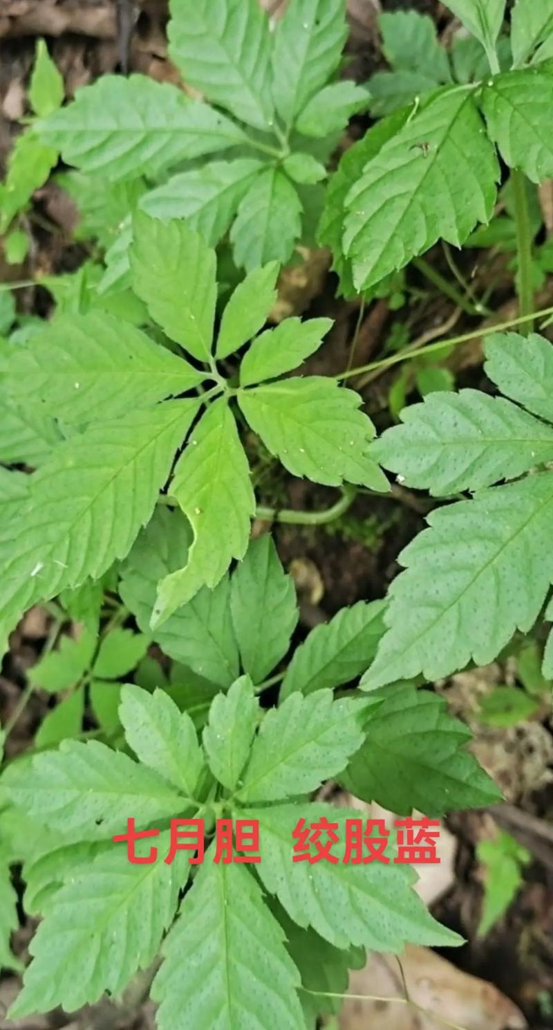 五叶参的功效与作用，五叶参的功效与作用是什么-第5张图片-优品飞百科