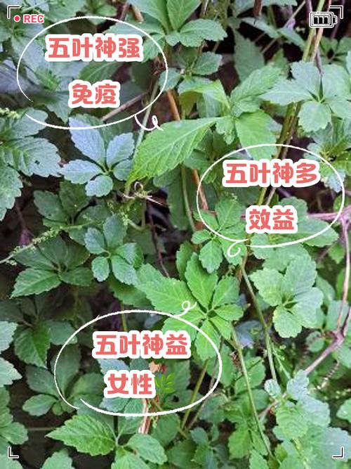 五叶参的功效与作用，五叶参的功效与作用是什么-第6张图片-优品飞百科