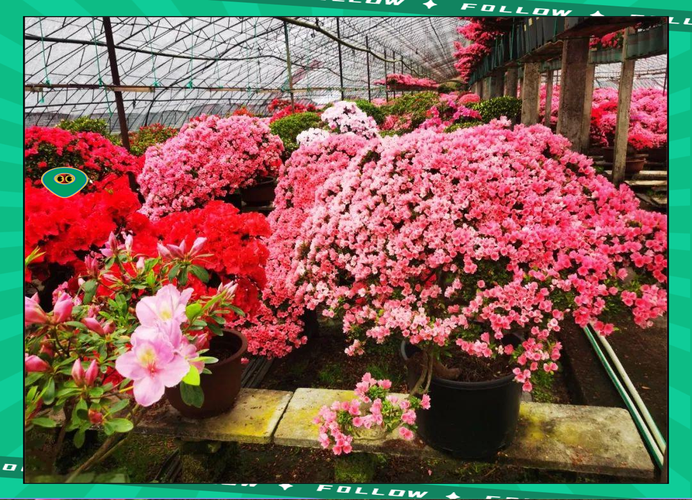 牡丹江适合养什么花，市花和市树是什么，牡丹江市有牡丹花吗