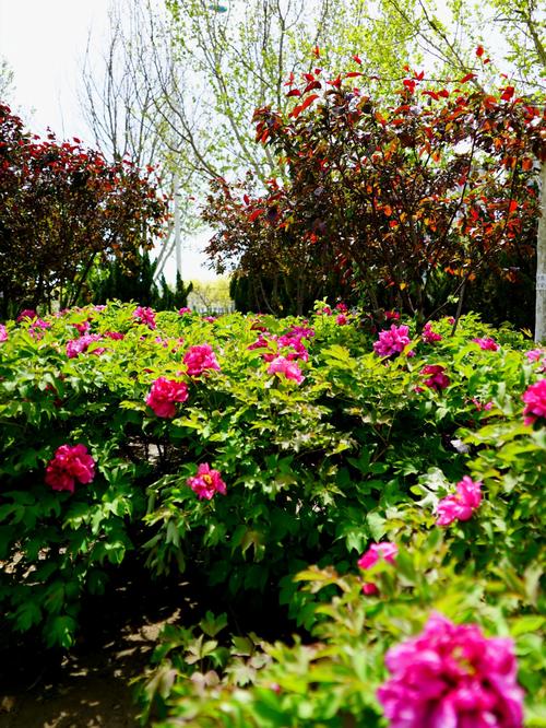 牡丹江适合养什么花，市花和市树是什么，牡丹江市有牡丹花吗-第3张图片-优品飞百科