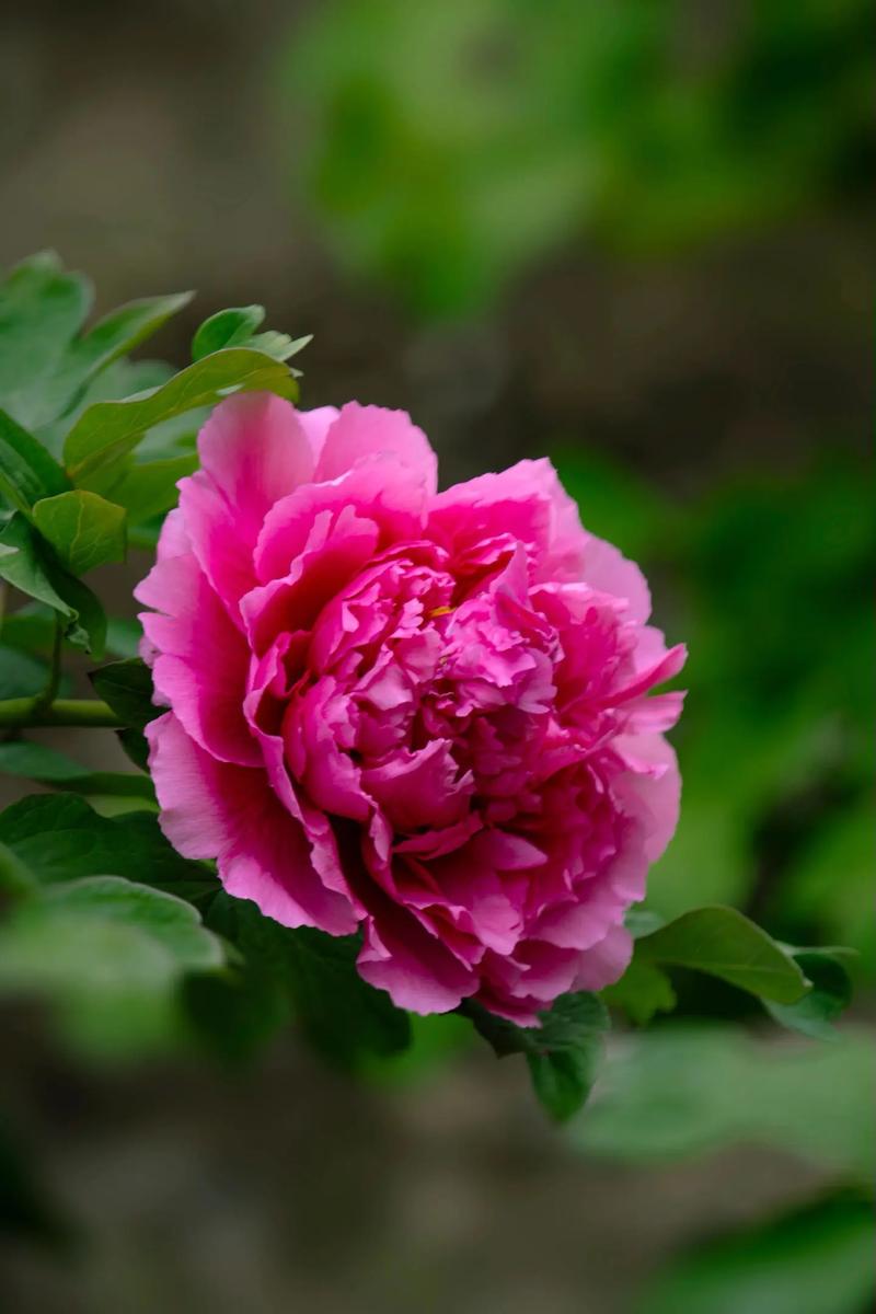 牡丹江适合养什么花，市花和市树是什么，牡丹江市有牡丹花吗-第4张图片-优品飞百科