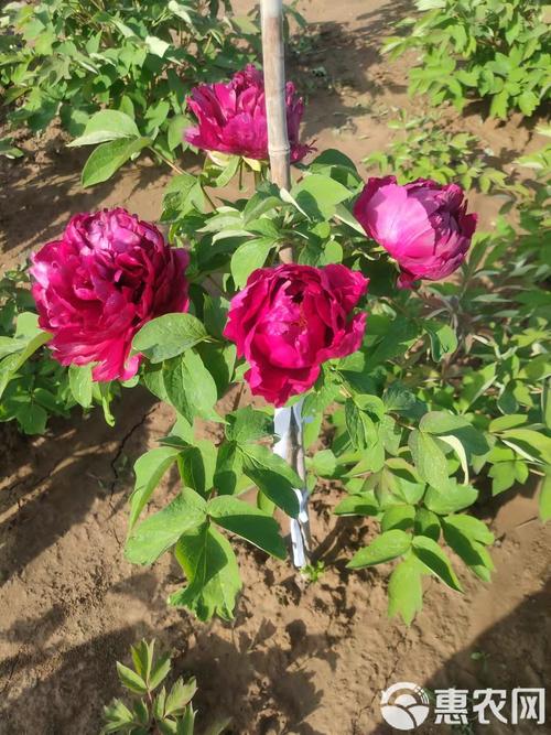 牡丹江适合养什么花，市花和市树是什么，牡丹江市有牡丹花吗-第6张图片-优品飞百科