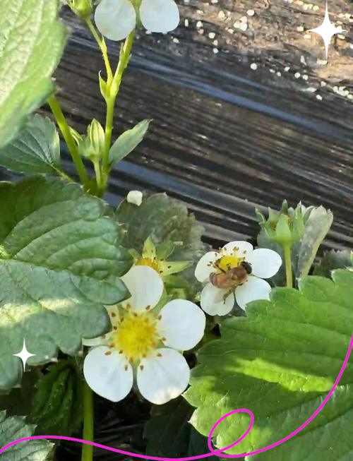 牡丹江适合养什么花，市花和市树是什么，牡丹江市有牡丹花吗-第7张图片-优品飞百科