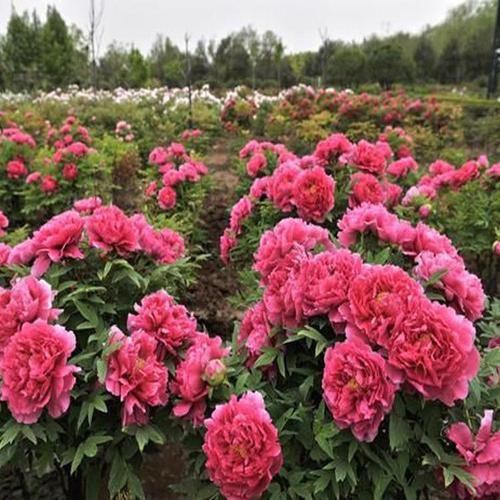 牡丹江适合养什么花，市花和市树是什么，牡丹江市有牡丹花吗-第8张图片-优品飞百科