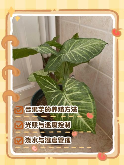 合果芋养殖方法和注意事项，合果芋的药用价值