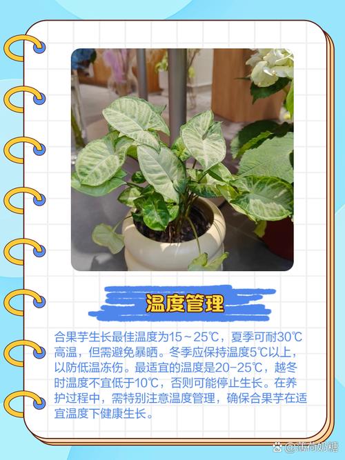 合果芋养殖方法和注意事项，合果芋的药用价值-第2张图片-优品飞百科