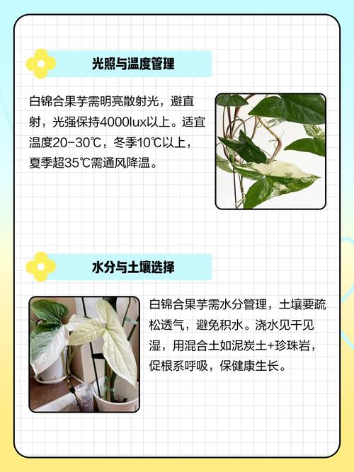 合果芋养殖方法和注意事项，合果芋的药用价值-第3张图片-优品飞百科