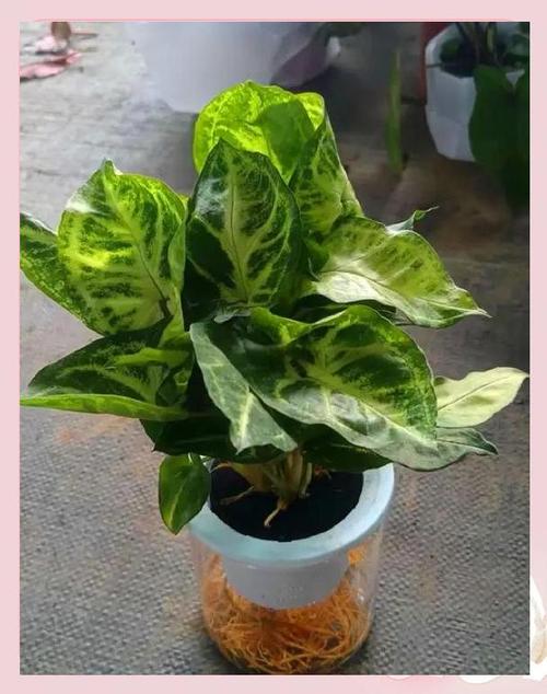 合果芋养殖方法和注意事项，合果芋的药用价值-第5张图片-优品飞百科