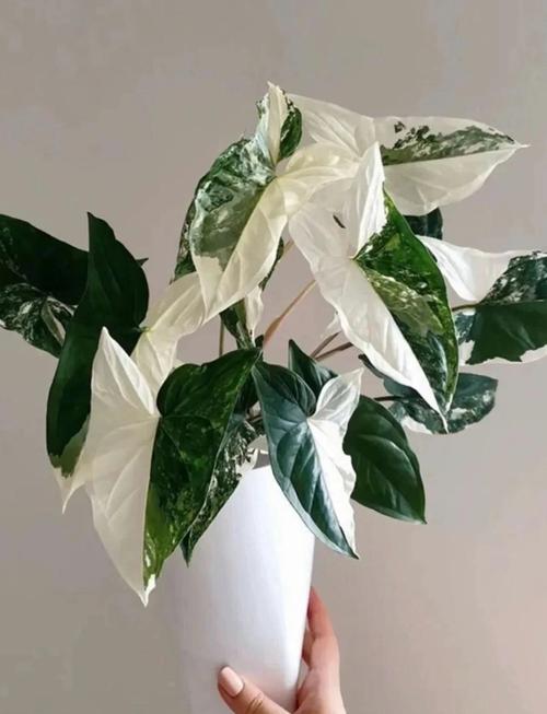 合果芋养殖方法和注意事项，合果芋的药用价值-第6张图片-优品飞百科