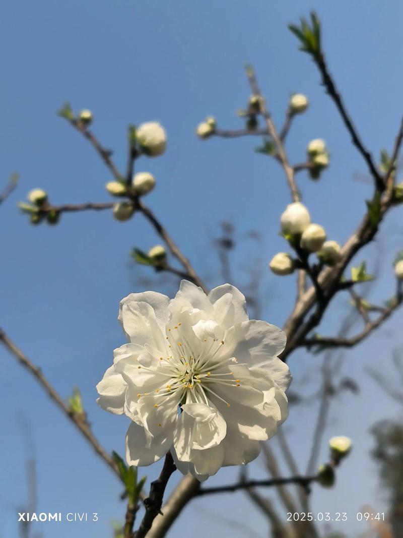 桃花是什么颜色，桃花什么季节开花？桃花是什么颜色的花？-第2张图片-优品飞百科