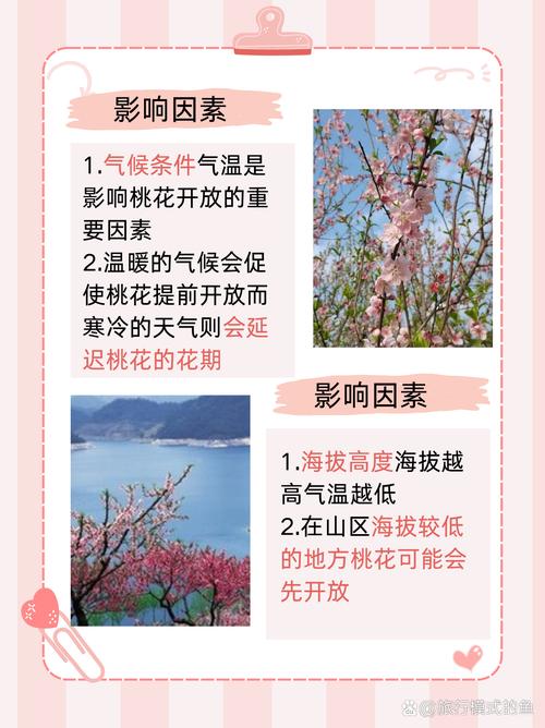 桃花是什么颜色，桃花什么季节开花？桃花是什么颜色的花？-第4张图片-优品飞百科