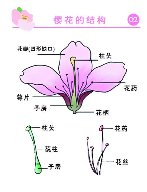 桃花是什么颜色，桃花什么季节开花？桃花是什么颜色的花？-第7张图片-优品飞百科