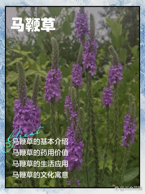 马鞭草的药用功效？马鞭草的药用功效及服用方法？-第1张图片-优品飞百科