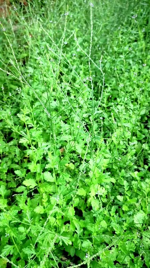 马鞭草的药用功效？马鞭草的药用功效及服用方法？-第2张图片-优品飞百科