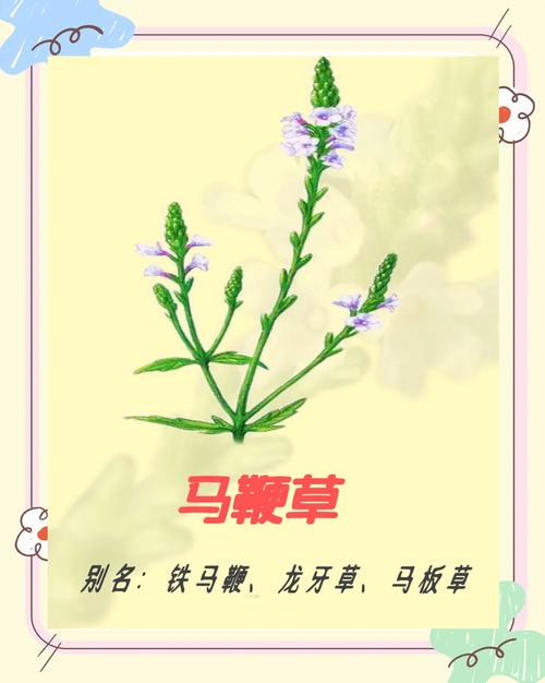 马鞭草的药用功效？马鞭草的药用功效及服用方法？-第3张图片-优品飞百科