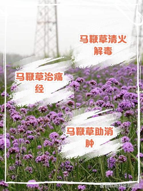 马鞭草的药用功效？马鞭草的药用功效及服用方法？-第4张图片-优品飞百科