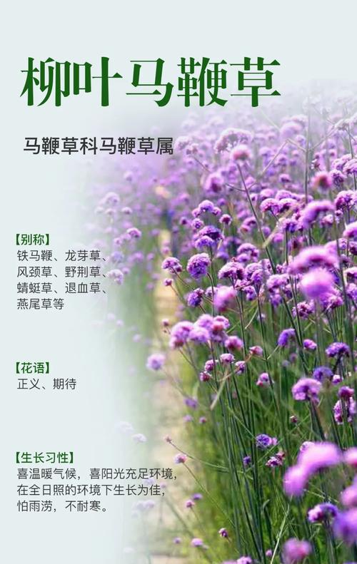 马鞭草的药用功效？马鞭草的药用功效及服用方法？-第5张图片-优品飞百科