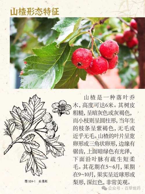 山楂介绍,山楂图片?山楂的 图片?-第4张图片-优品飞百科 山楂介绍,山楂图片?山楂的 图片?-第4张图片-优品飞百科