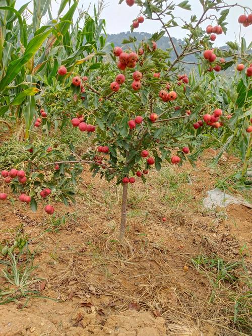 山楂介绍,山楂图片?山楂的 图片?-第5张图片-优品飞百科 山楂介绍,山楂图片?山楂的 图片?-第5张图片-优品飞百科