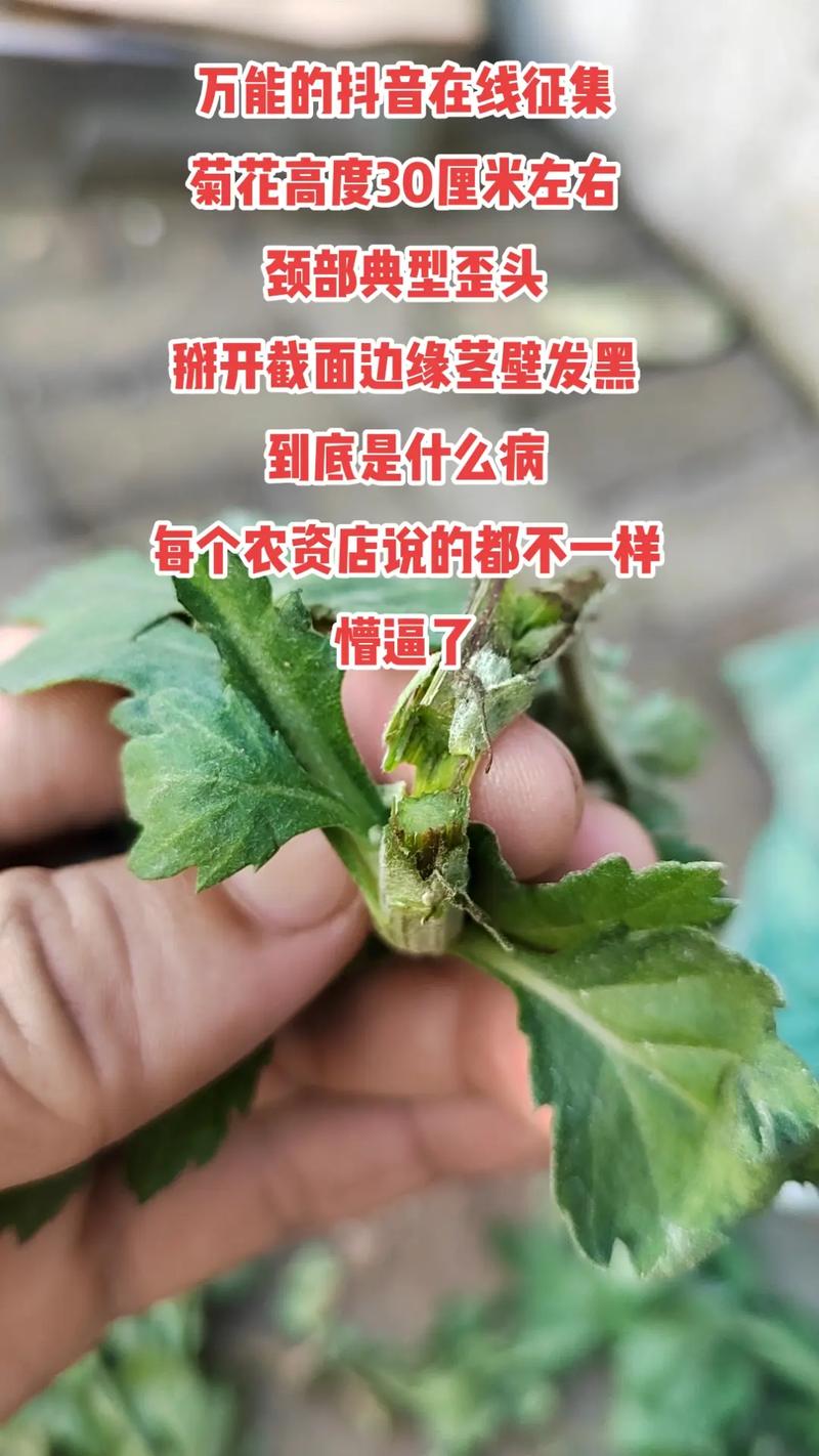 菊花怕雨淋吗，淋雨后会死吗，菊花怕涝吗？-第3张图片-优品飞百科
