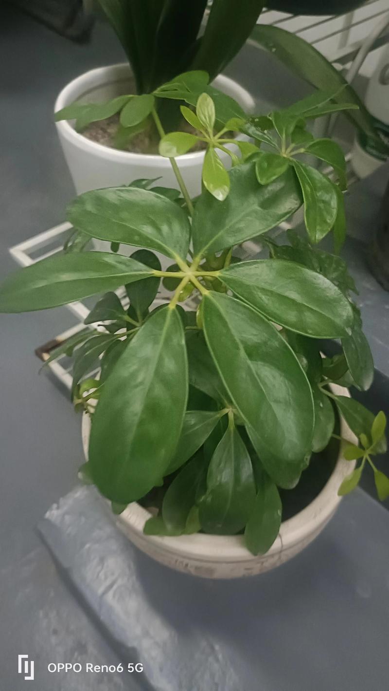 菊花怕雨淋吗，淋雨后会死吗，菊花怕涝吗？-第4张图片-优品飞百科