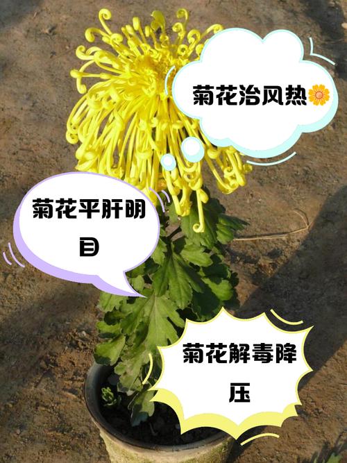 菊花怕雨淋吗，淋雨后会死吗，菊花怕涝吗？-第6张图片-优品飞百科