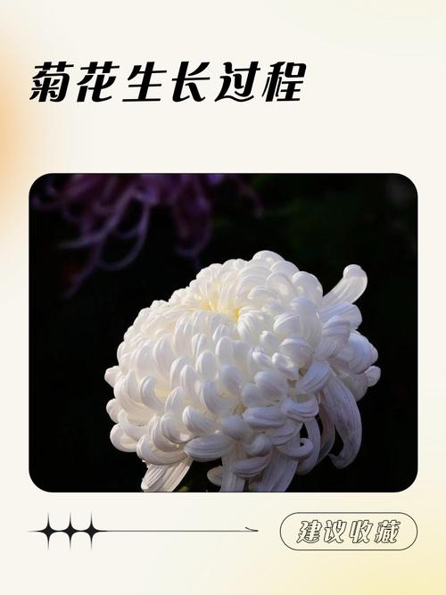 菊花怕雨淋吗，淋雨后会死吗，菊花怕涝吗？-第7张图片-优品飞百科