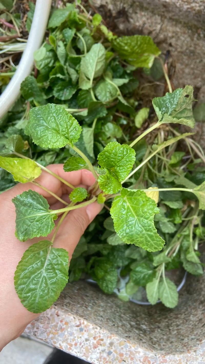 铜钱草可以泡水喝吗，要晒干吗，铜钱草可以全部浸泡在水里中植吗?？-第3张图片-优品飞百科