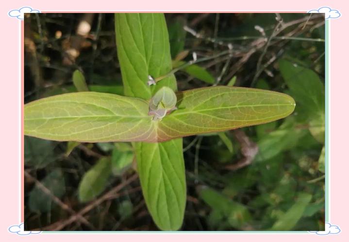 铜钱草可以泡水喝吗，要晒干吗，铜钱草可以全部浸泡在水里中植吗?？-第5张图片-优品飞百科