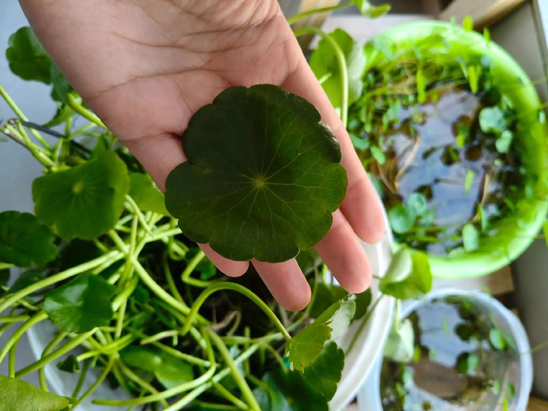 铜钱草可以泡水喝吗，要晒干吗，铜钱草可以全部浸泡在水里中植吗?？-第6张图片-优品飞百科