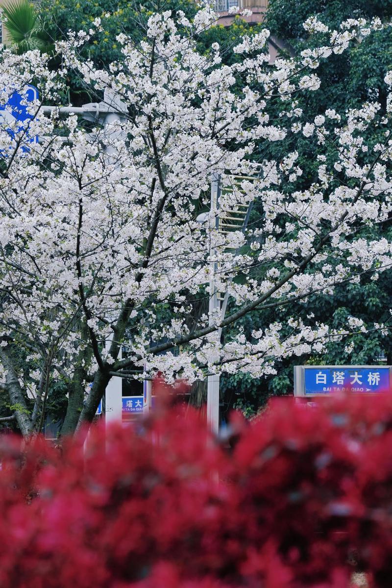 南充适合养什么花，市花和市树是什么，南充花多的景点？