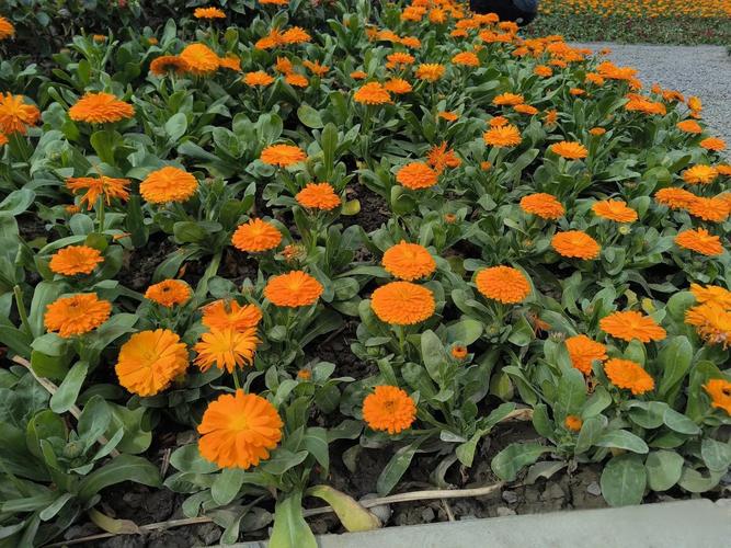 南充适合养什么花，市花和市树是什么，南充花多的景点？-第2张图片-优品飞百科