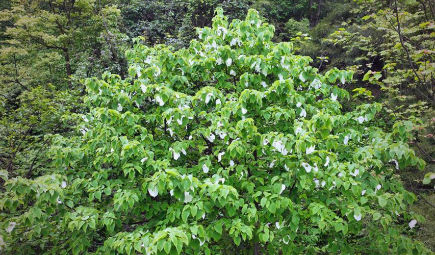 南充适合养什么花，市花和市树是什么，南充花多的景点？-第3张图片-优品飞百科