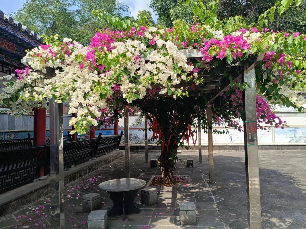 南充适合养什么花，市花和市树是什么，南充花多的景点？-第4张图片-优品飞百科