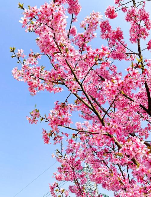 南充适合养什么花，市花和市树是什么，南充花多的景点？-第5张图片-优品飞百科