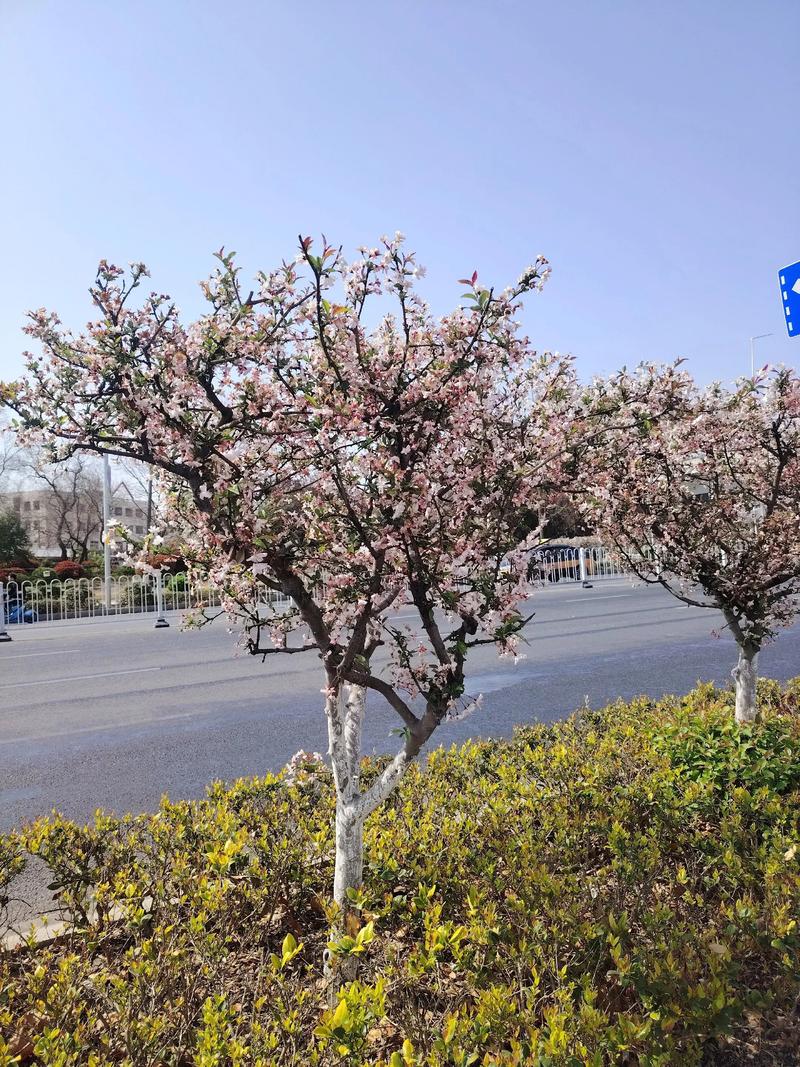 楚雄适合养什么花，市花和市树是什么，楚雄花卉基地？