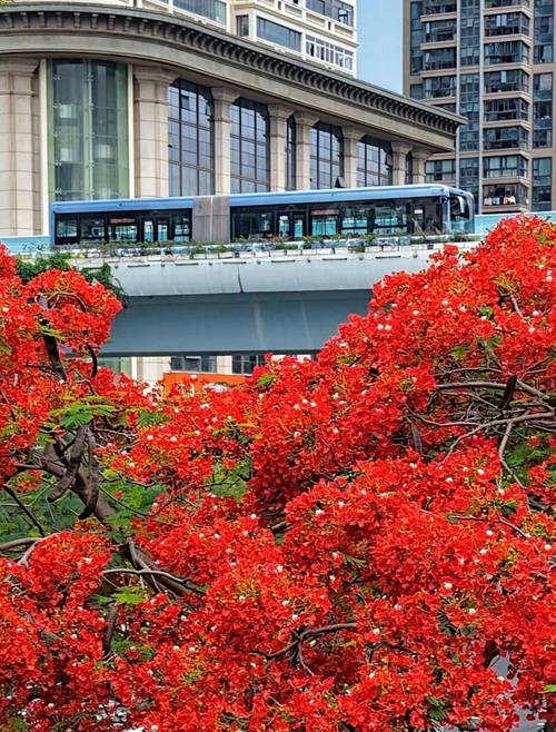 楚雄适合养什么花，市花和市树是什么，楚雄花卉基地？-第2张图片-优品飞百科