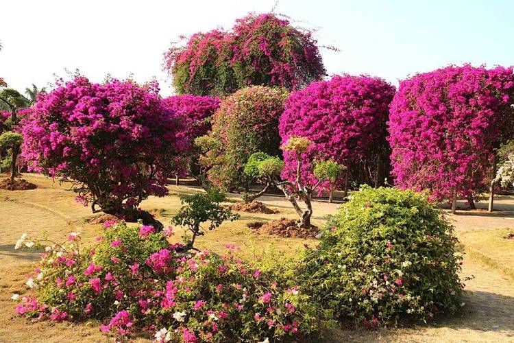 楚雄适合养什么花，市花和市树是什么，楚雄花卉基地？-第3张图片-优品飞百科