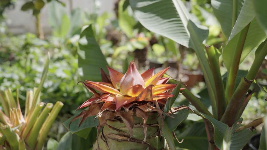 楚雄适合养什么花，市花和市树是什么，楚雄花卉基地？-第4张图片-优品飞百科