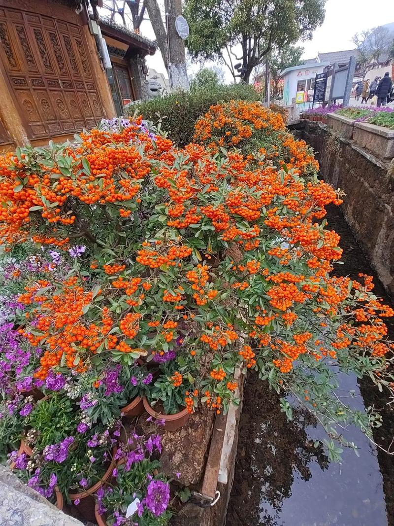 楚雄适合养什么花，市花和市树是什么，楚雄花卉基地？-第5张图片-优品飞百科